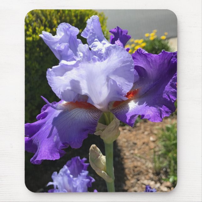 Lila Iris Mouse Pad Mousepad (Vorne)