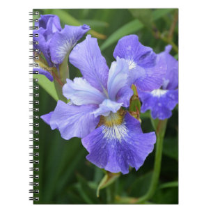 Lila Iris Notizblock