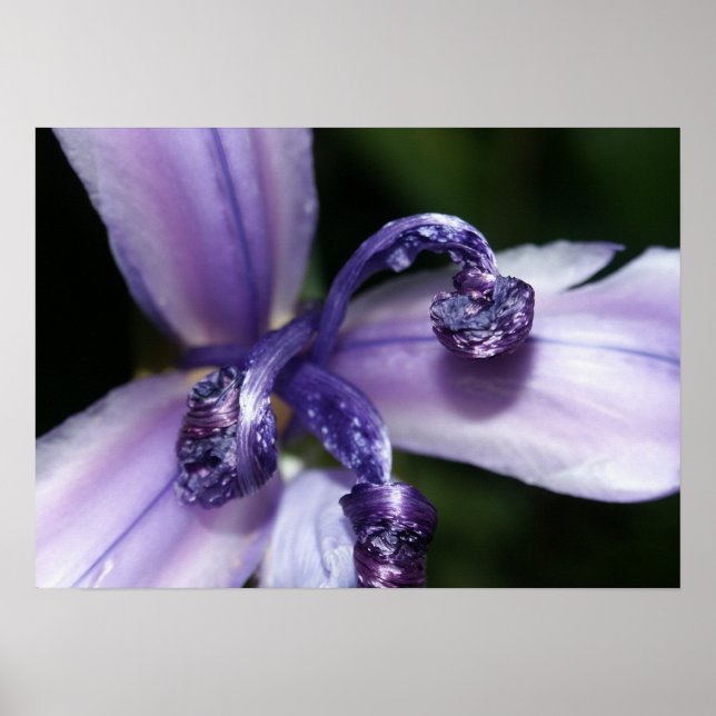 Lila Iris-Plakat Poster (Vorne)