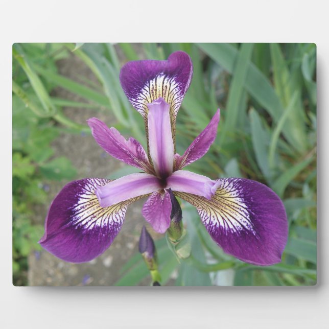 Lila Iris Plaque Fotoplatte (Vorderseite)