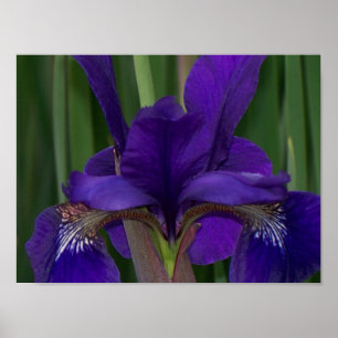 Lila Iris Poster