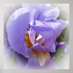lila Iris Poster