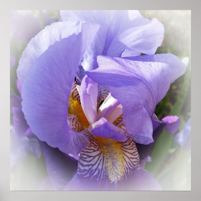 lila Iris Poster (Vorne)