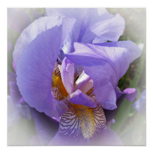 lila Iris Poster