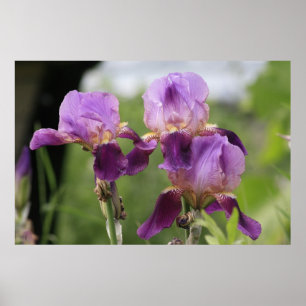 Lila Iris! Poster