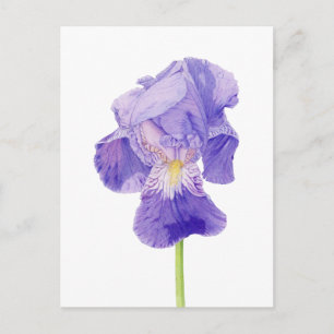Lila Iris Postkarte