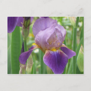 Lila Iris Postkarte
