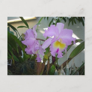 Lila Iris Postkarte
