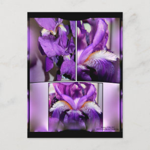 Lila Iris Postkarte