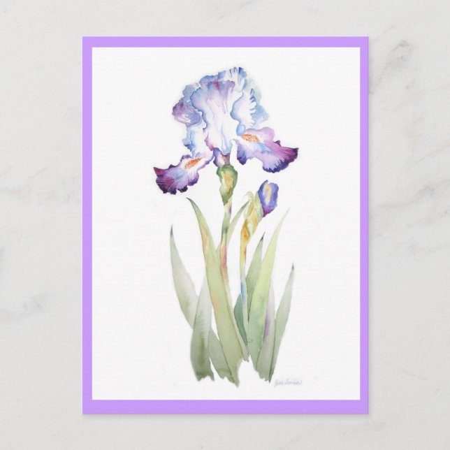 Lila Iris Postkarte (Vorderseite)