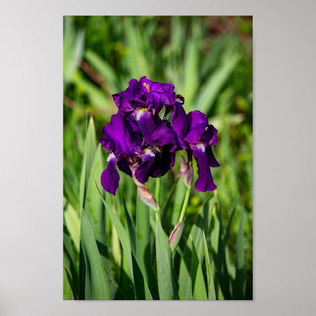 Lila Iris Print Poster (Vorne)