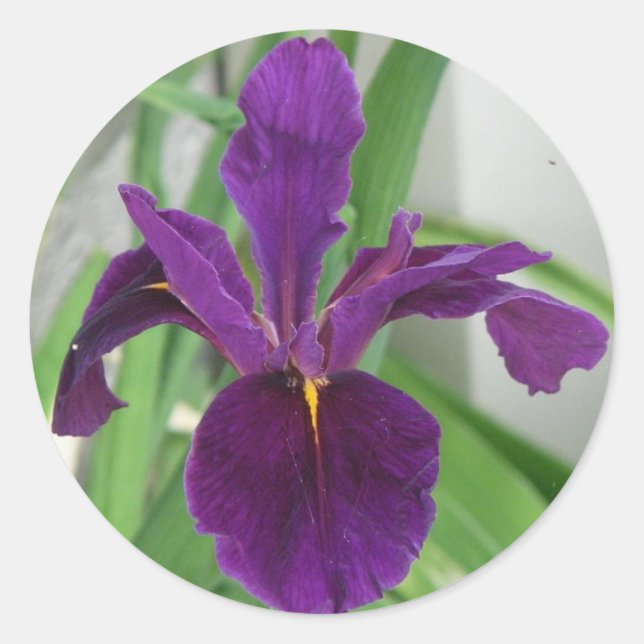 Lila Iris Runder Aufkleber (Vorderseite)