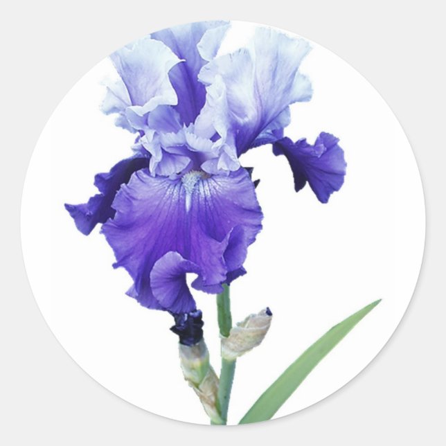 lila Iris Runder Aufkleber (Vorderseite)