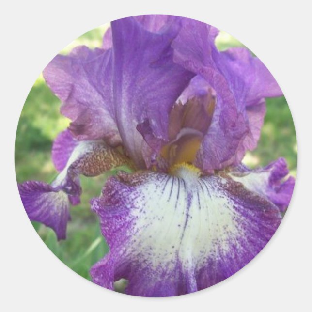 Lila Iris Runder Aufkleber (Vorderseite)