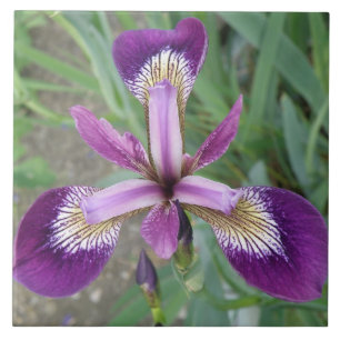 Lila Iris Tile Fliese