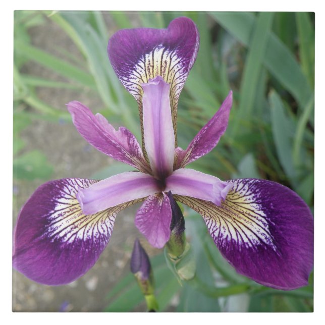 Lila Iris Tile Fliese (Vorderseite)