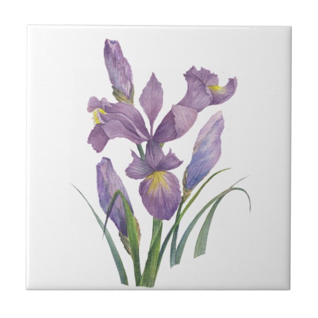 Lila Iris Wasserfarben Botanische Blumenkunst Fliese (Vorderseite)