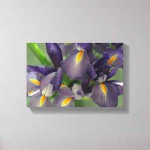 Lila Irische Blume Foto Leinwand Art Print