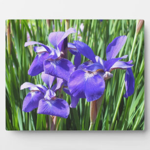 Lila Irises Foto Plaque Fotoplatte