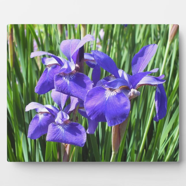 Lila Irises Foto Plaque Fotoplatte (Vorderseite)