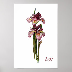 Lila Irises Personalisiertes Poster