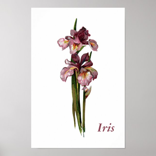 Lila Irises Personalisiertes Poster (Vorne)