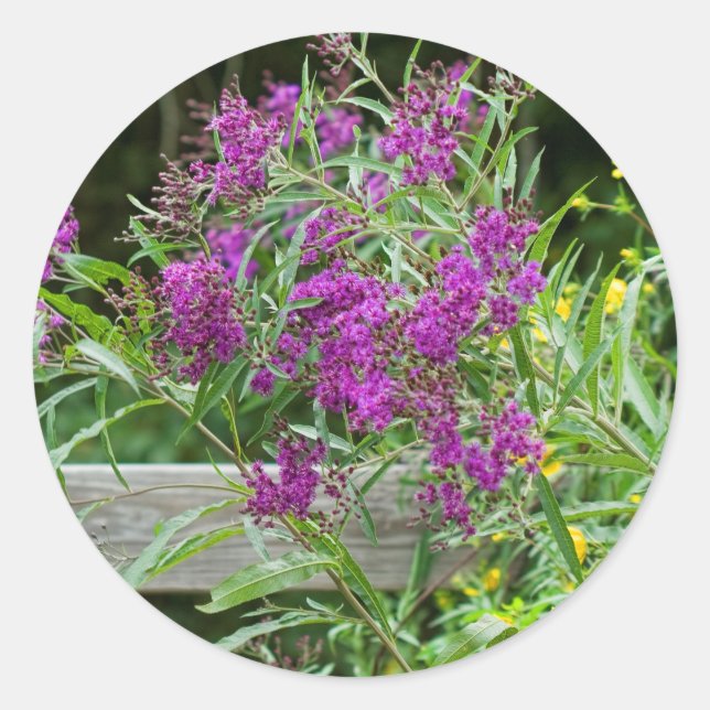 Lila Ironweed-Wildblumen - Vernonia gigantea Runder Aufkleber (Vorderseite)