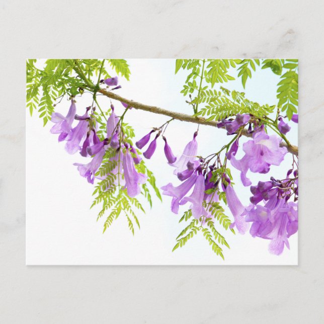 Lila Jacaranda-Blume Postkarte (Vorderseite)