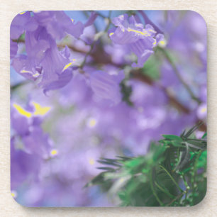 Lila Jacaranda Tree Blume Getränkeuntersetzer
