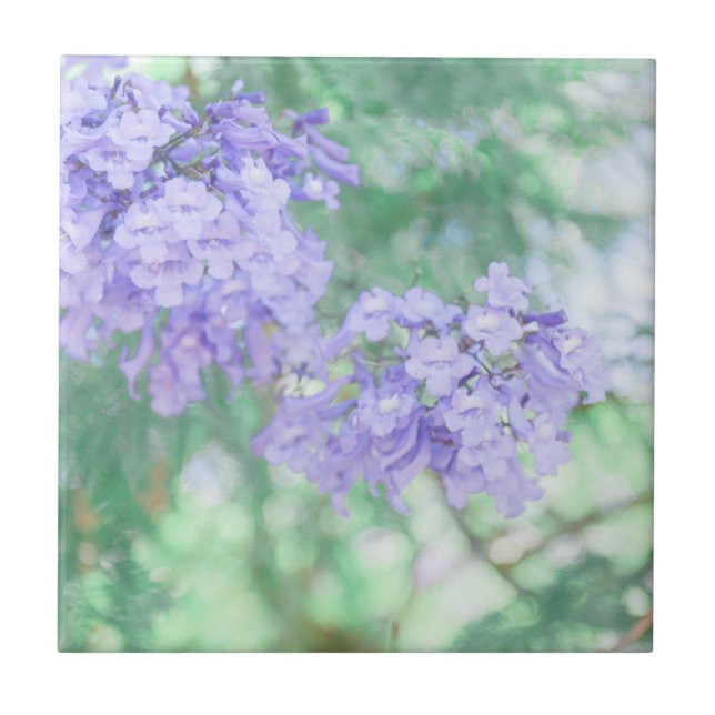 Lila Jacaranda Tree Blume Natur Fliese (Vorderseite)