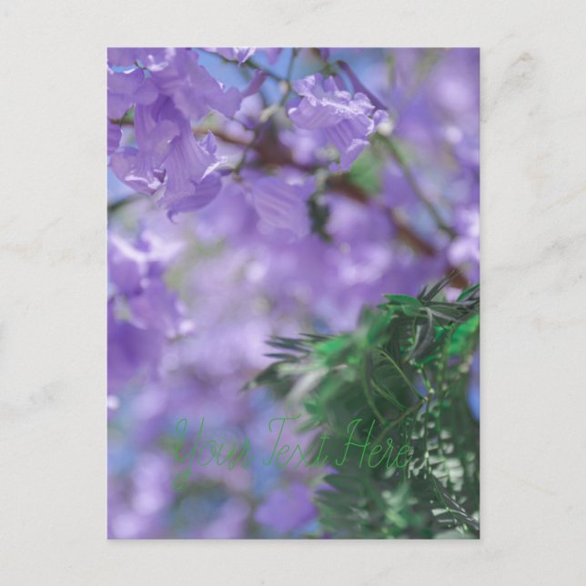Lila Jacaranda Tree Blume Postkarte (Vorderseite)