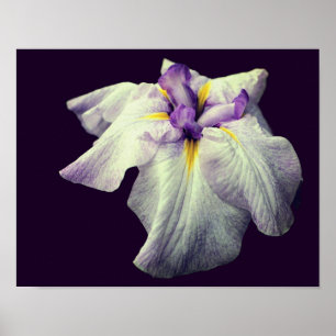 Lila japanische Iris-Blume Nah Poster