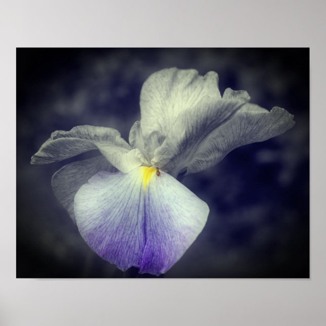 Lila japanische Iris-Blume partielle Farbe Poster (Vorne)