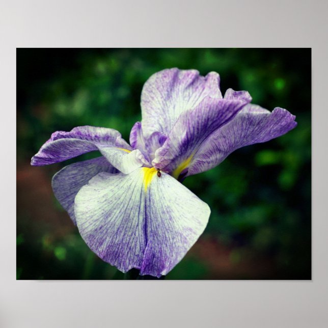 Lila japanische Iris-Blume Poster (Vorne)