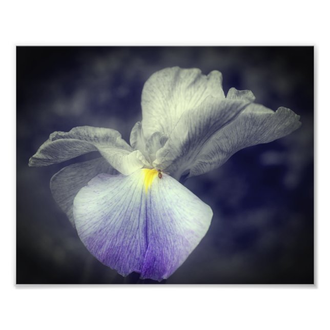 Lila japanische Iris-Blume, teilweise Farbe 8x10 Fotodruck (Vorne)