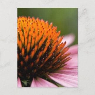 Lila Kaffeemaschine | Sonnenhut Postkarte