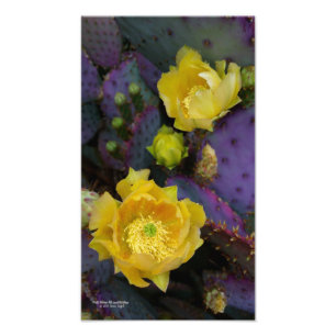 Lila Kakteen-Pantolblumen Fotodruck