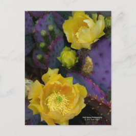 Lila Kakteen-Pantolblumen Postkarte