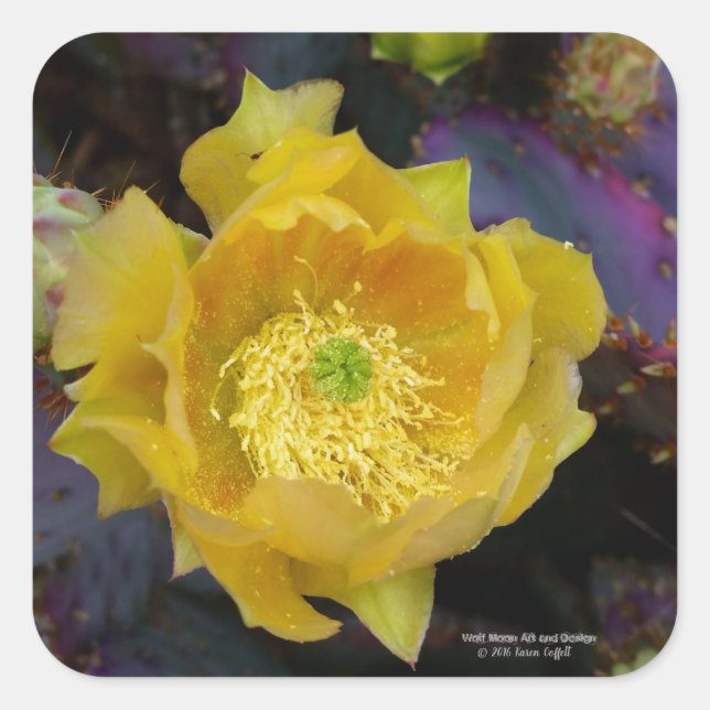 Lila Kakteen-Pantolblumen Quadratischer Aufkleber (Vorderseite)