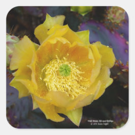 Lila Kakteen-Pantolblumen Quadratischer Aufkleber