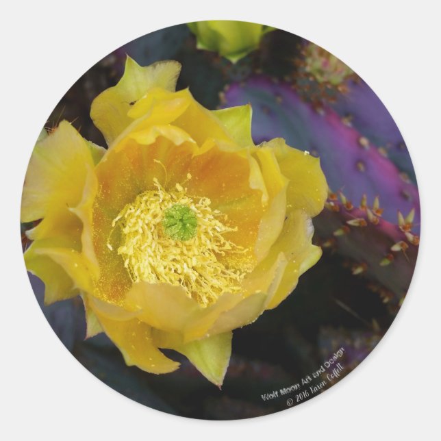 Lila Kakteen-Pantolblumen Runder Aufkleber (Vorderseite)