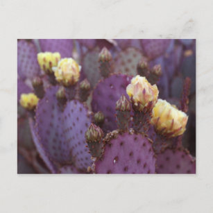 Lila Kaktus Blume Gelbe Blüten Postkarte