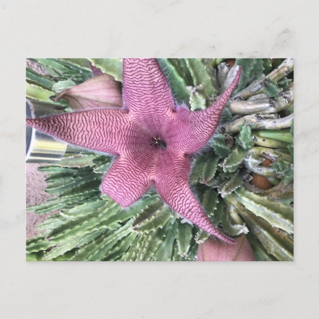 Lila Kaktus-Blume Postkarte (Vorderseite)