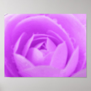 Lila Kamelie Poster