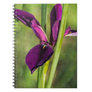 Lila Kampfhahn-Iris Louisianas Notizblock