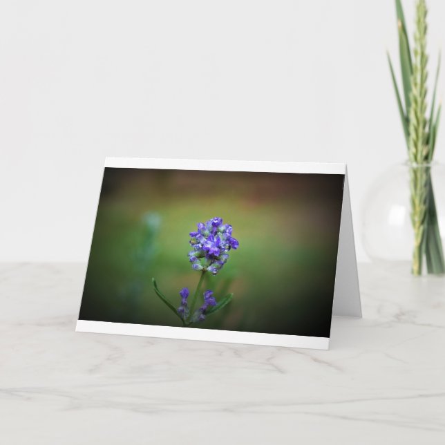 Lila, Karte (Vorderseite)