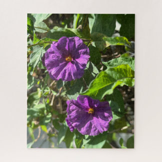 Lila Kartoffelbusch, Oakland Puzzle