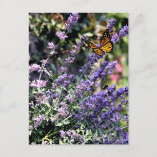 Lila Katzenminze-Blüte mit Schmetterling Postkarte