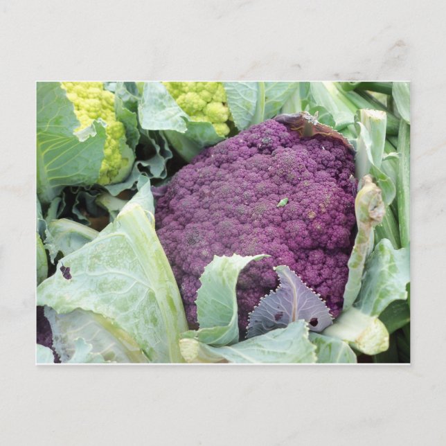 Lila Kauliblume Postkarte (Vorderseite)