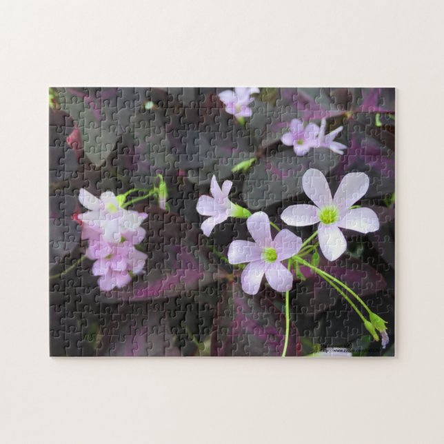 Lila Kleeblatt Blooms Fotografie Puzzle (Horizontal)